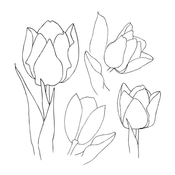 Set disegnato a mano di fiori di tulipani. Fiore isolato su bianco. Illustrazione vettoriale liner vintage — Vettoriale Stock