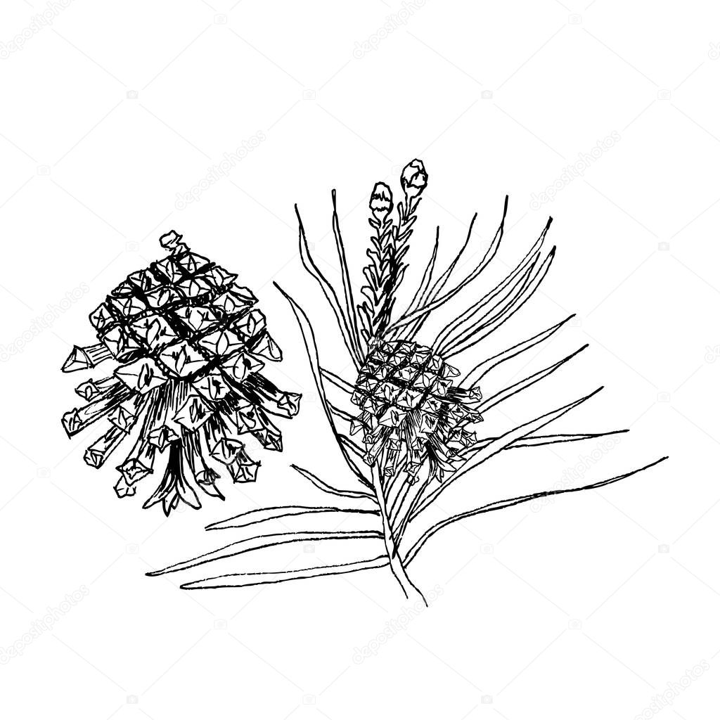 Pinus sylvestris tree. Branch, pine and cones in black isolated on white