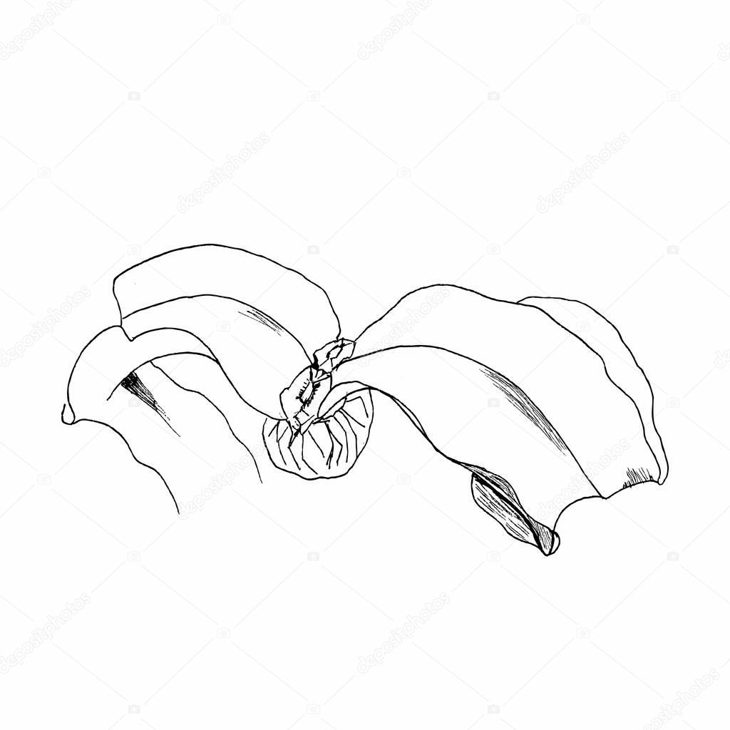 Welwitschia mirabilis, liner vector illustration on white