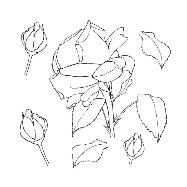 Set de rosas. Liner vector ilustración en blanco — Vector de stock