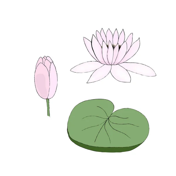 Color Ilustración vectorial de brote de loto y hoja sobre fondo blanco — Vector de stock