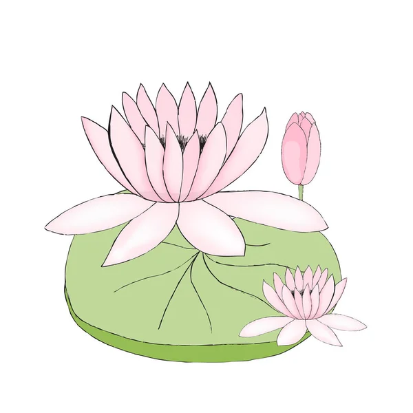 莲花、 芽、 叶白色背景上的颜色矢量图 — 图库矢量图片