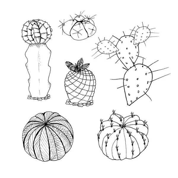 Wektor zestaw Kaktus. Ręcznie rysowane botaniczny sztuki na białym tle na białym tle. Pustynia rośliny Kaktus kolekcji. Wykorzystanie do projektowania — Wektor stockowy