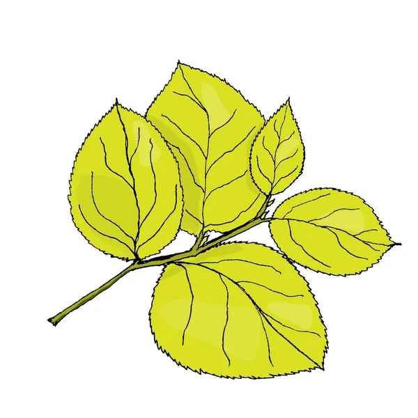 Hortensja kolorowych liści. Ilustracja wektorowa na białym — Wektor stockowy