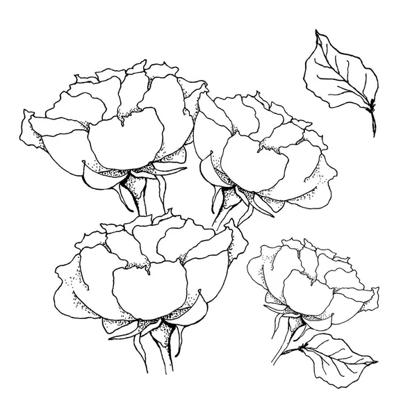 Ramo de rosas. Liner vector ilustración en blanco — Vector de stock