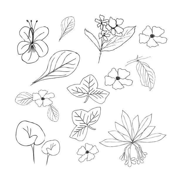 收集手绘花卉和植物.素描风格的单色矢量插图 — 图库矢量图片