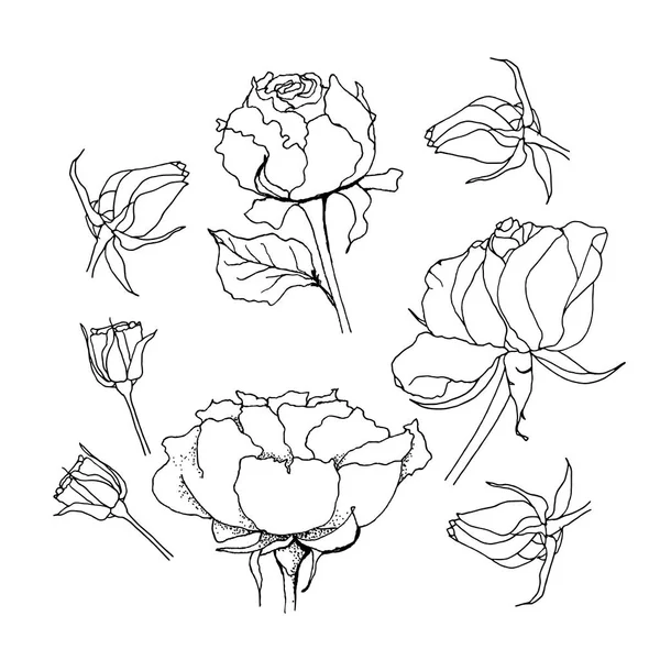 Set de rosas. Liner vector ilustración en blanco — Vector de stock