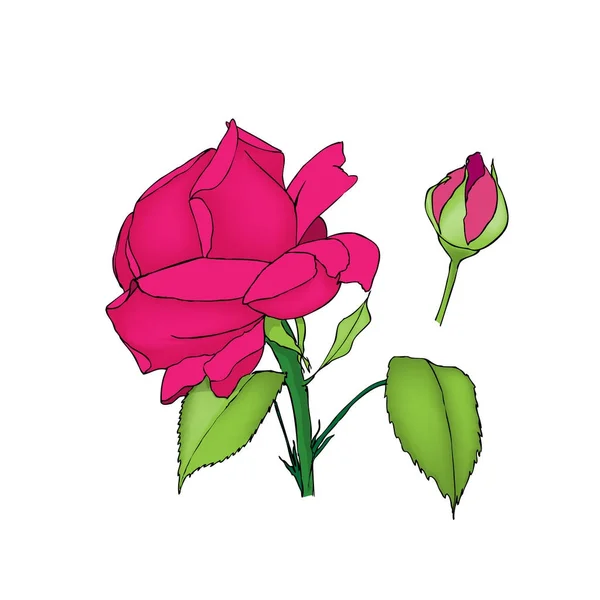 Roze bloem en bud. Gekleurde vectorillustratie op wit — Stockvector