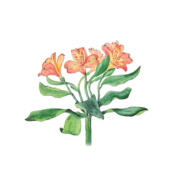 アルストロメリアの花の説明で白い背景で隔離の植物の水彩イラスト — ストック写真