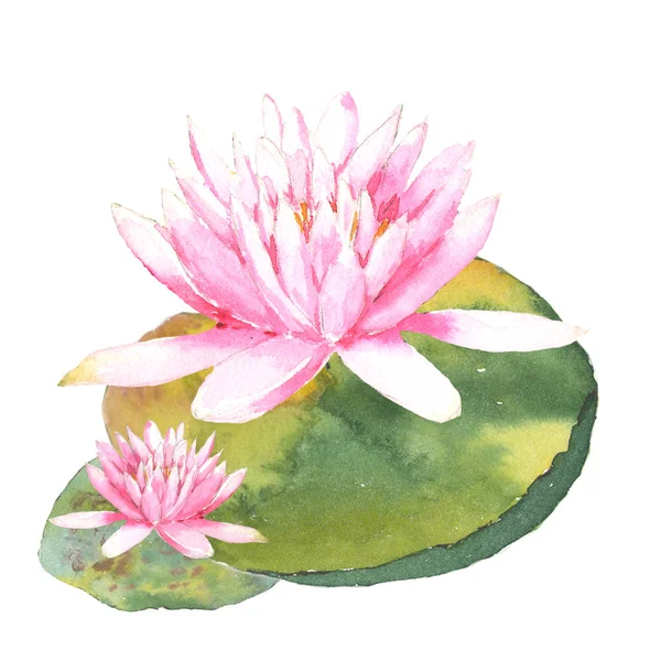Ilustração botânica aquarela de lírios de água sobre fundo branco — Fotografia de Stock