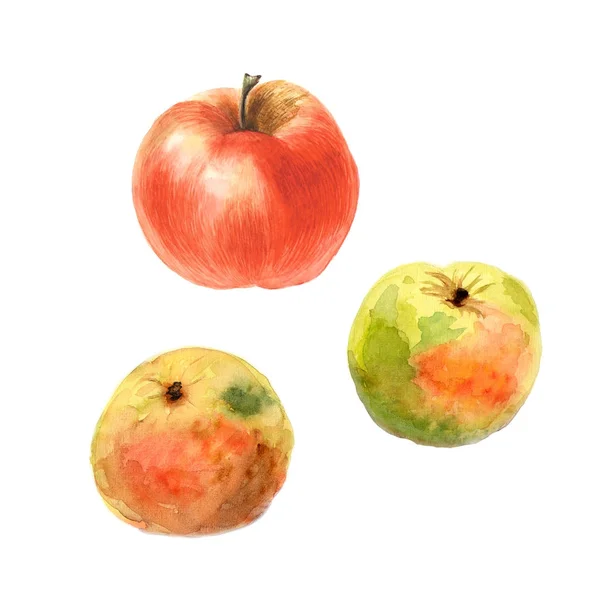Botanická ilustrace akvarel náčrt podzimních jablek na bílém pozadí — Stock fotografie