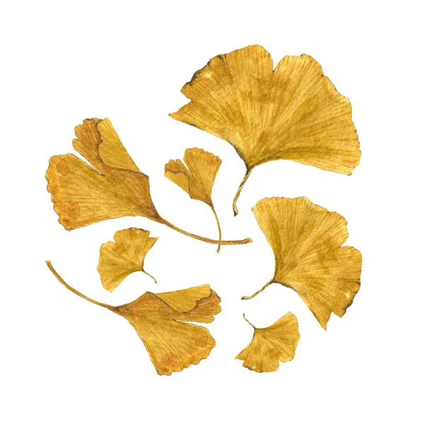 Illustration aquarelle botanique de feuilles de ginkgo colorées sur fond blanc — Photo