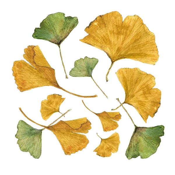 Illustration aquarelle botanique de feuilles de ginkgo colorées sur fond blanc — Photo