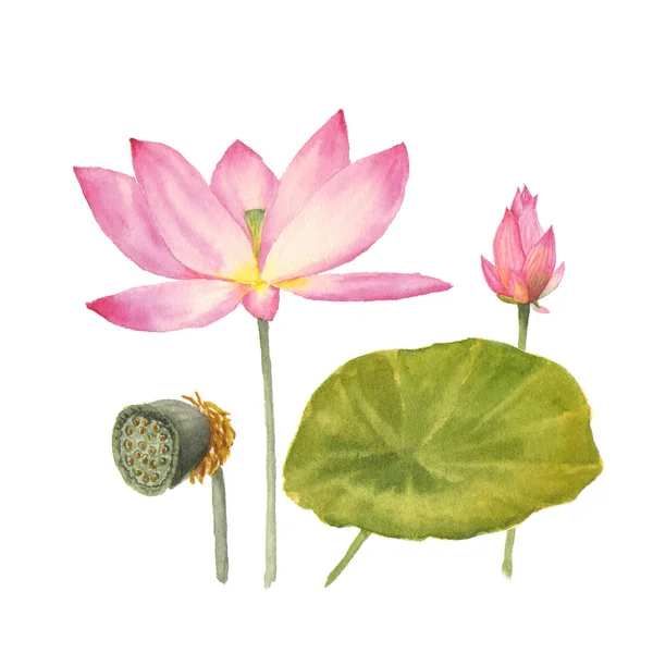 Botanische aquarel illustratie van waterlelies op witte achtergrond — Stockfoto