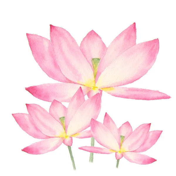 白い背景に蓮の花の植物の水彩イラスト — ストック写真