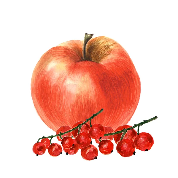 Botanická ilustrace akvarel náčrt apple a červeného rybízu na bílém pozadí — Stock fotografie