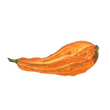 Botanical watercolor illustration of orange squash isolated on white background clipart