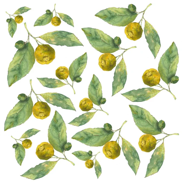 Klementinky. Citrusy na bílém pozadí. Vzor bezešvé akvarel — Stock fotografie