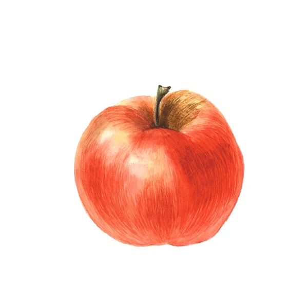 Botanische Aquarell-Illustration des roten Apfels auf weißem Hintergrund — Stockfoto