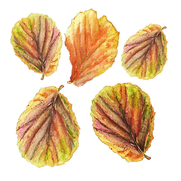 Botanical watercolor illustration of colorful begonia leaves on white background — Stock Photo, Image