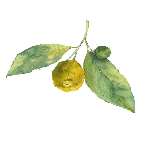 Botanická ilustrace akvarel citrusů se zelenými listy izolované na bílém pozadí — Stock fotografie