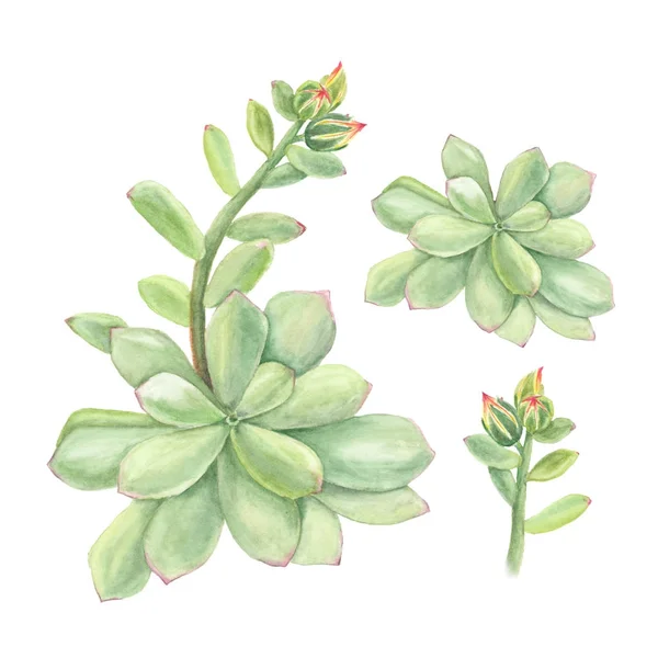 Botanická ilustrace akvarel sukulentní Echeveria s větví květy na bílém pozadí — Stock fotografie