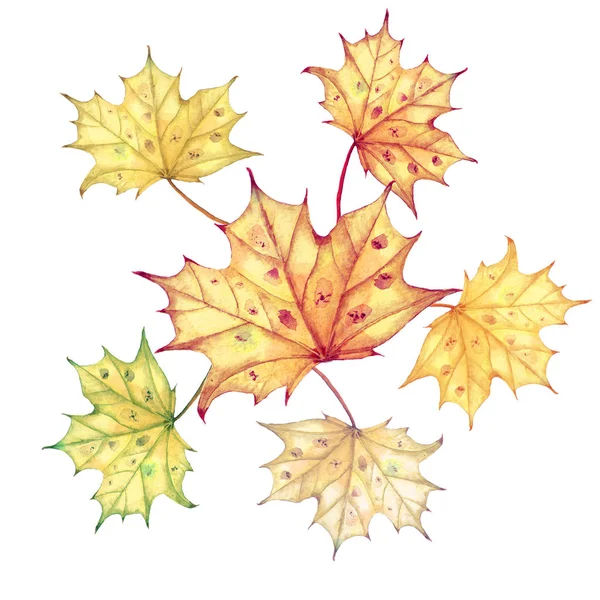Bright color watercolor autumn maple leaves isolated on white background — Stock Photo, Image
