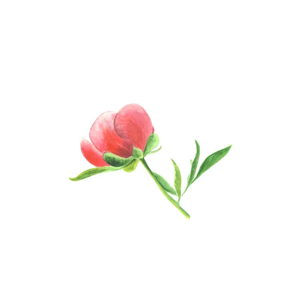 Botanische Aquarell-Illustration Skizze einer rosa Pfingstrose mit Blättern auf weißem Hintergrund — Stockfoto