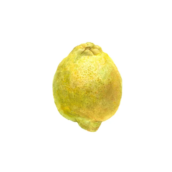 노란색 레몬 흰색 배경에 고립의 식물 수채화 그림 — 스톡 사진