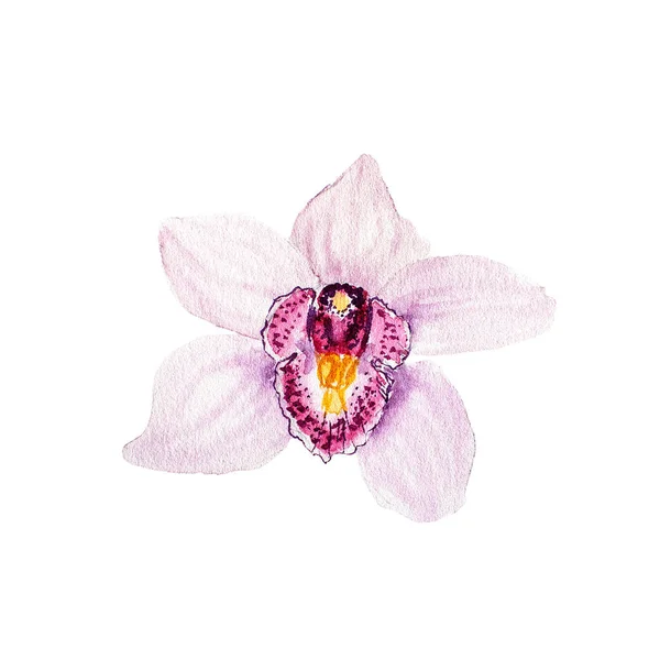 Schizzo botanico dell'illustrazione dell'acquerello del fiore tropicale rosa del orchid su sfondo bianco — Foto Stock