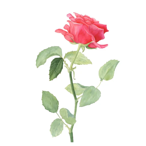 Botanische Aquarell-Illustration der roten Rose auf weißem Hintergrund — Stockfoto