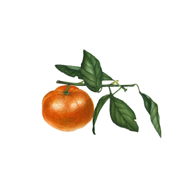 Botanische Aquarell-Illustration der orangen Mandarine Mandarine isoliert auf weißem Hintergrund — Stockfoto