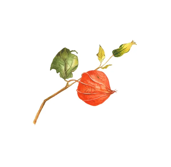 Ilustração aquarela botânica, conjunto de partes physalis sobre fundo branco. Poderia ser usado para o mercado saudável, menu de restaurante, design de cosméticos, pacote — Fotografia de Stock