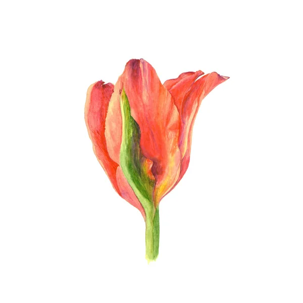 Botanická akvarel ilustrace červený Tulipán izolovaných na bílém pozadí — Stock fotografie