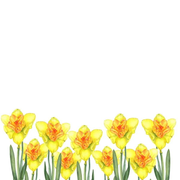 Tarjeta de felicitación. Acuarela botánica ilustración de narciso amarillo sobre fondo blanco. Podría ser utilizado para el diseño web, poligrafía o textil —  Fotos de Stock