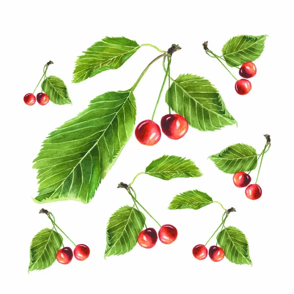 Ботаническая акварельная иллюстрация красной вишни с зелеными листьями на белом фоне — стоковое фото