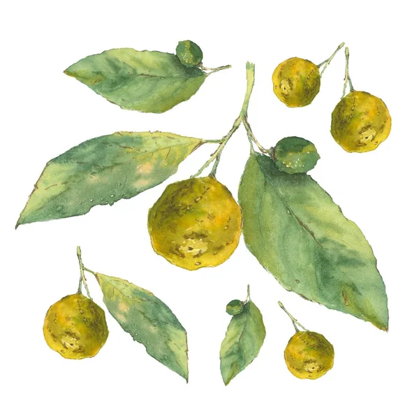 Botanická ilustrace akvarel citrusů se zelenými listy izolované na bílém pozadí — Stock fotografie