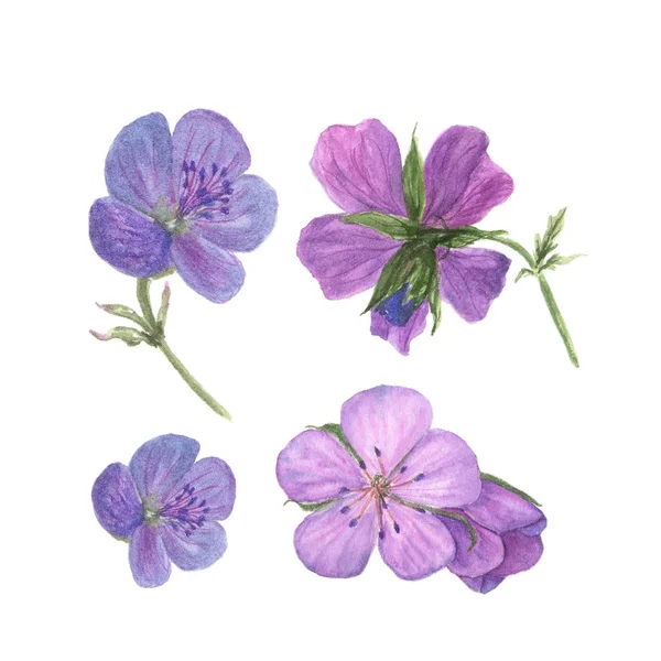 Botaniska akvarell illustration av lila geranium blommor isolerad på vit bakgrund — Stockfoto