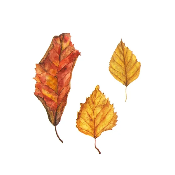 Ακουαρέλα φθινοπωρινά φύλλα set. Το χέρι συντάσσονται κόκκινο, καφέ και κίτρινο δέντρο φύλλα που απομονώνονται σε λευκό φόντο — Φωτογραφία Αρχείου