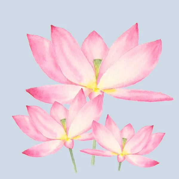 青色の背景に蓮の花の植物の水彩イラスト — ストック写真