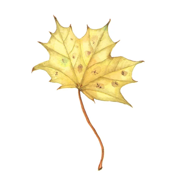 Bright orange watercolor autumn maple leaf isolated on white background — Stock Photo, Image