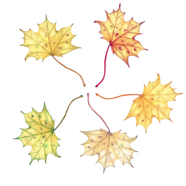 Jasny kolor akwarela jesień klon liści na białym tle — Zdjęcie stockowe