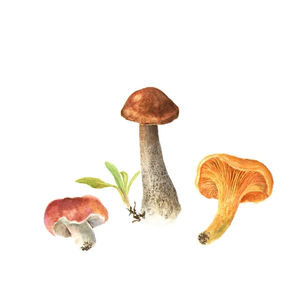 Акварельные иллюстрации грибов. Коричневый колпак, грибная чантерель, гриб руссулы — стоковое фото
