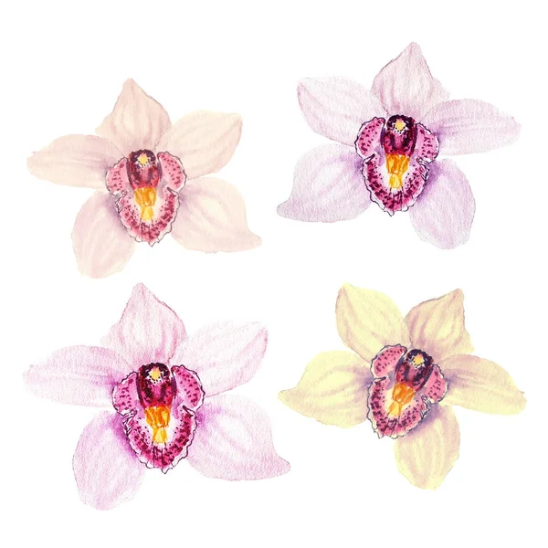 色熱帯蘭の花は、白い背景の上の植物の水彩画イラスト スケッチします。 — ストック写真