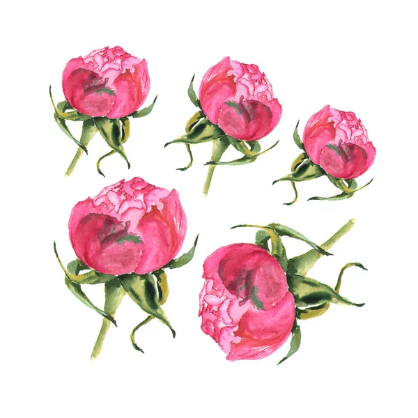 Ilustração aquarela do botão de rosa no branco — Fotografia de Stock