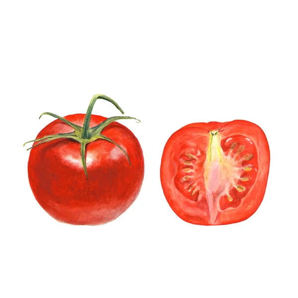 Ботанічна акварельна ілюстрація цілого і нарізаного помідора на білому тлі — стокове фото