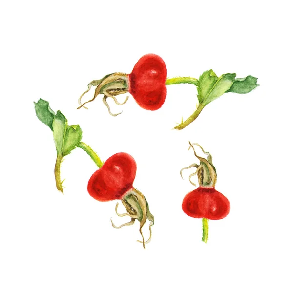 Aquarell-Illustration von Hagebutten auf Weiß. handgezeichnete Illustration Bio-Lebensmittel vegetarische Zutat — Stockfoto