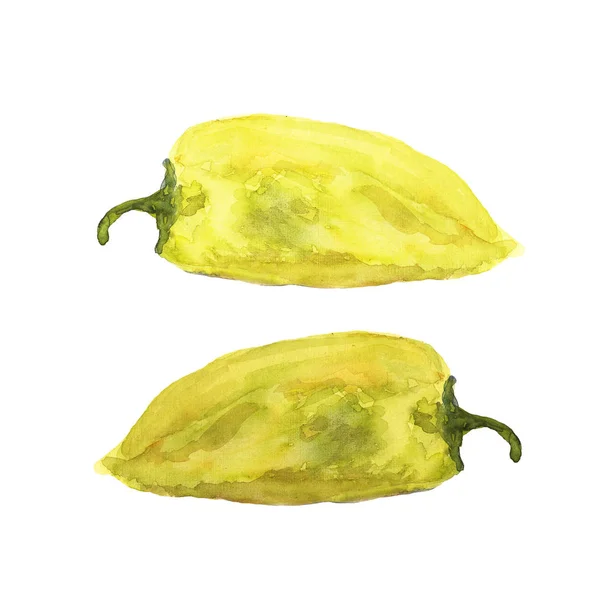 Ακουαρέλα απεικόνιση πράσινου πιπεριού σε λευκό — Φωτογραφία Αρχείου