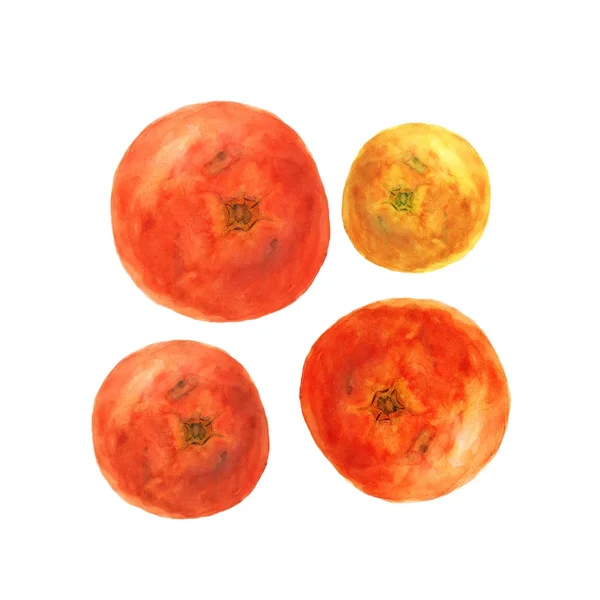 Botanische Aquarell-Illustration Skizze der Tomate auf weißem Hintergrund — Stockfoto