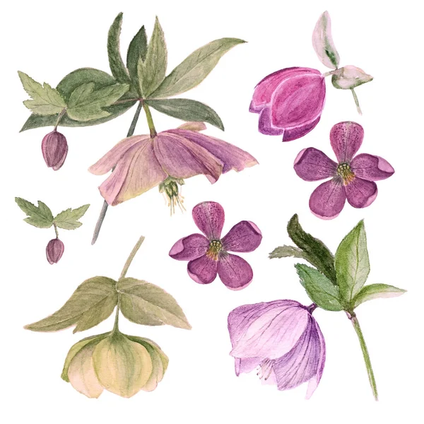 Conjunto de ilustración botánica en acuarela de hellebores aislados sobre fondo blanco en filtro rosa —  Fotos de Stock
